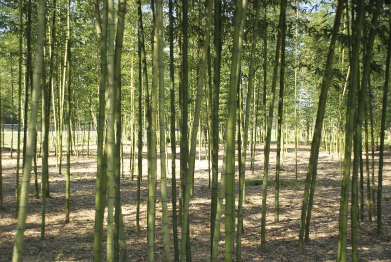 Palms at the Bamboo Farm and Coastal Gardens in Savannah, GA COLD